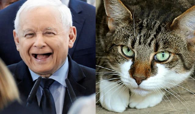 Czy Kaczyński ma kota? Oto co warto wiedzieć o jego pupilach Czy Kaczyński ma kota? Oto co warto wiedzieć o jego pupilach